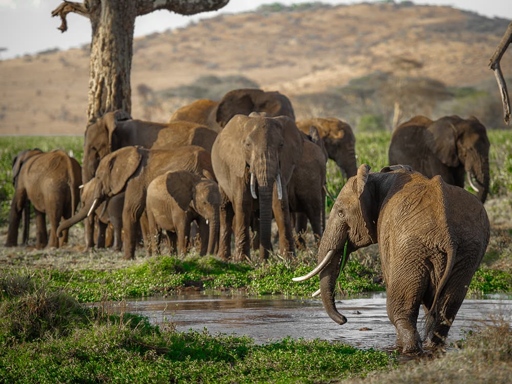 A group of about ten elephants of different sizes gathering near a shallow pool of water.