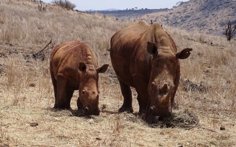 A pair of rhinos - likely a parent and child - grazing on dry grass.