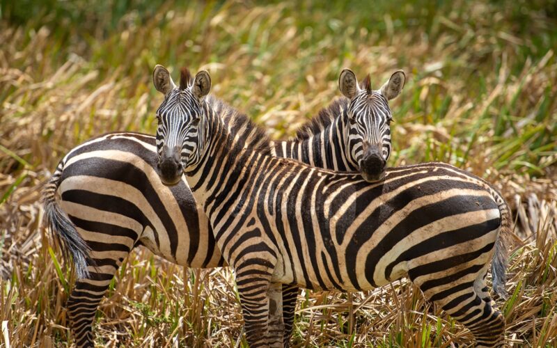 Two zebras in a grassy field looking at the camera. One zebra is resting its head on the other's back.